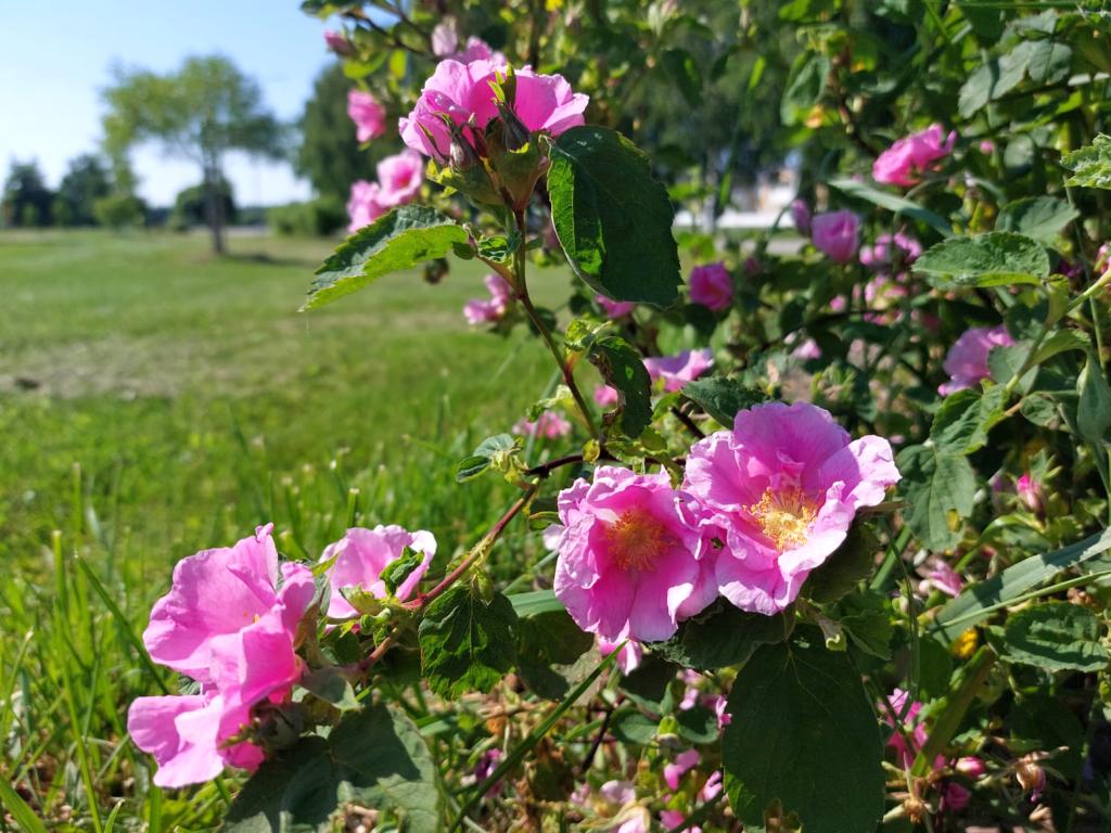 Malvaruusun kukintaa.