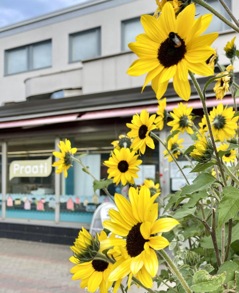 Praati kuvattuna Laivurinkadulta kukkaloiston lomasta.