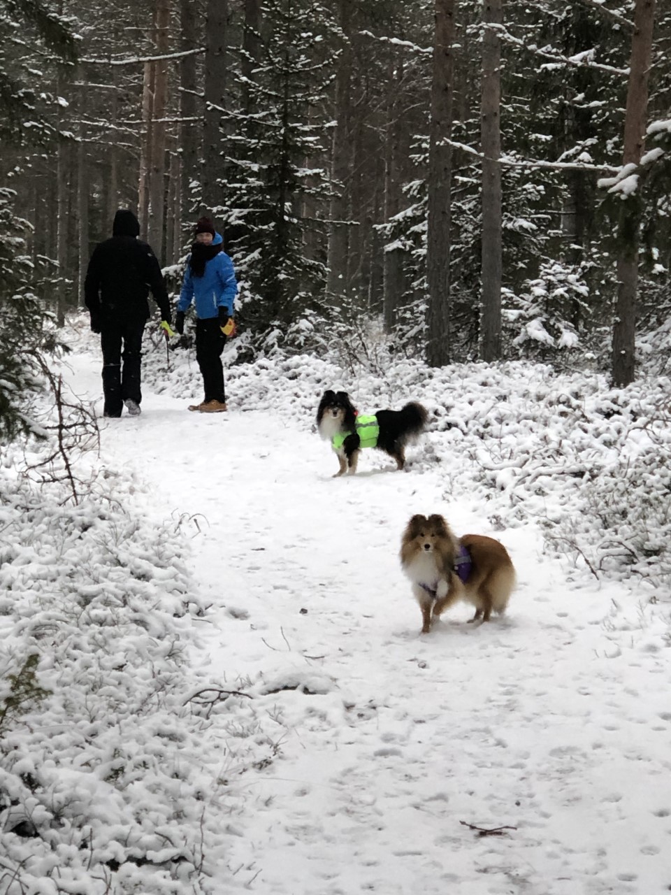 Lenkkeilijät ja kaksi koiraa talvisella metsäpolulla.