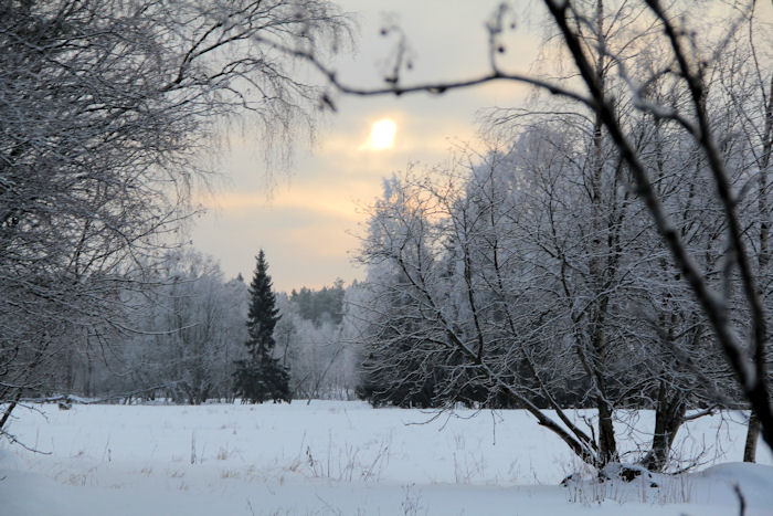 Auringonpaiste lumisessa metsässä.