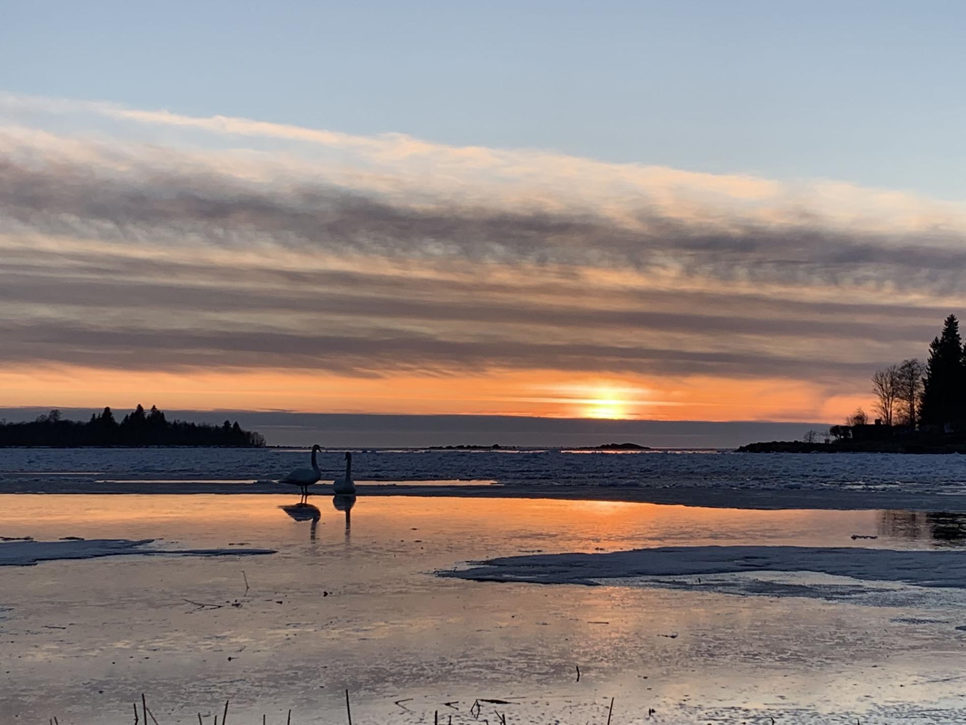 Kaksi joutsenta ilta-auringossa.