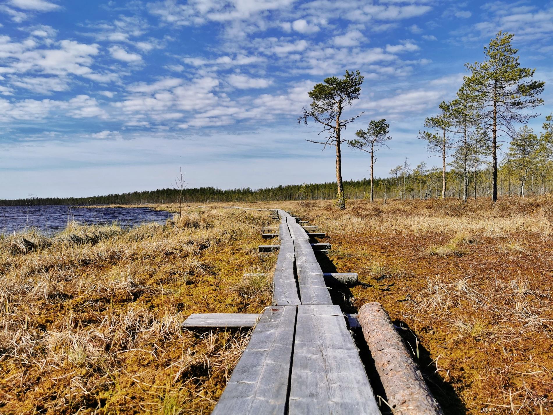 Duckboards in the Lake Lumijärvi shore grass after the snow has melted.