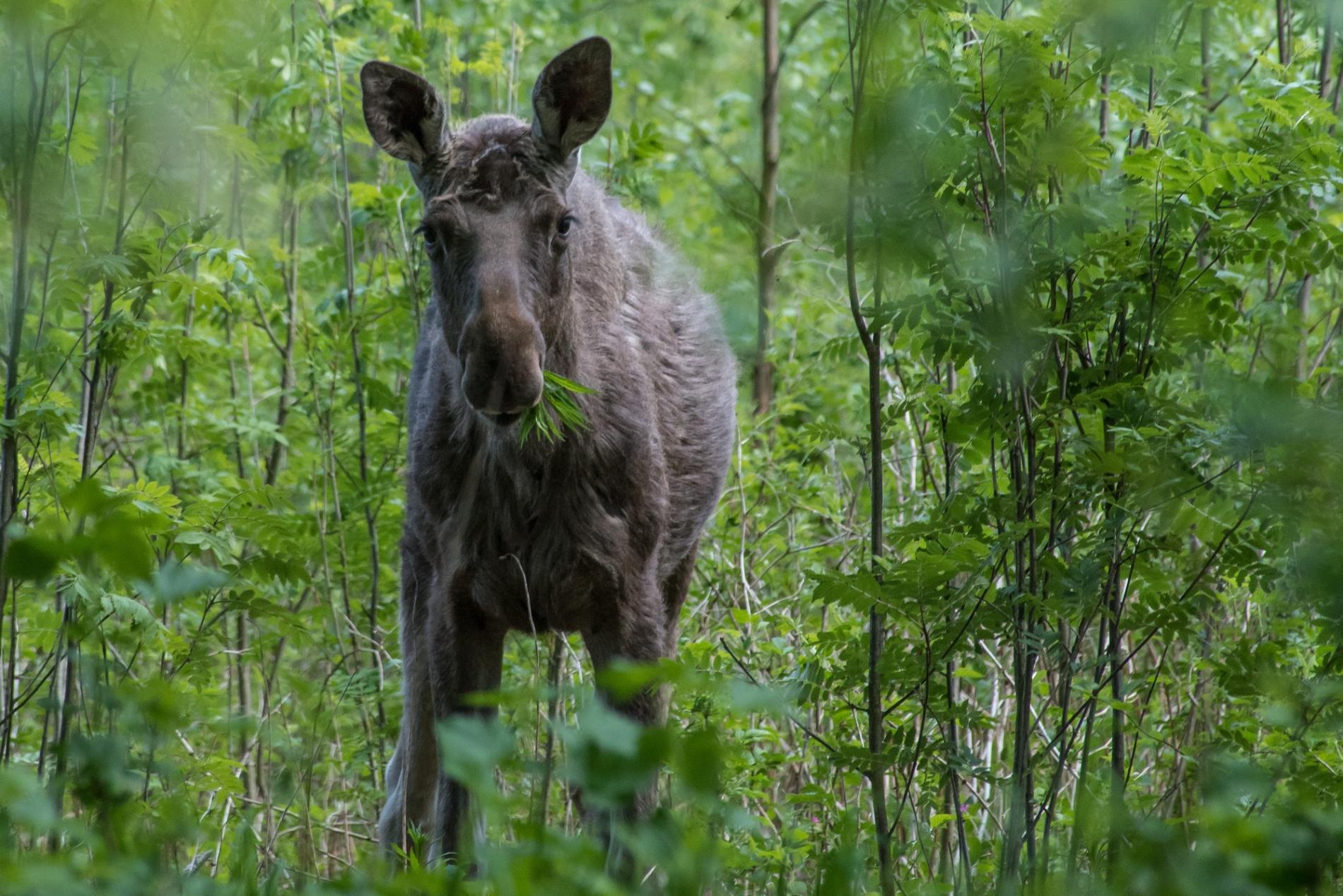 Hirvi syömässä pihlajan oksia. Kuva: Terho Männistö.