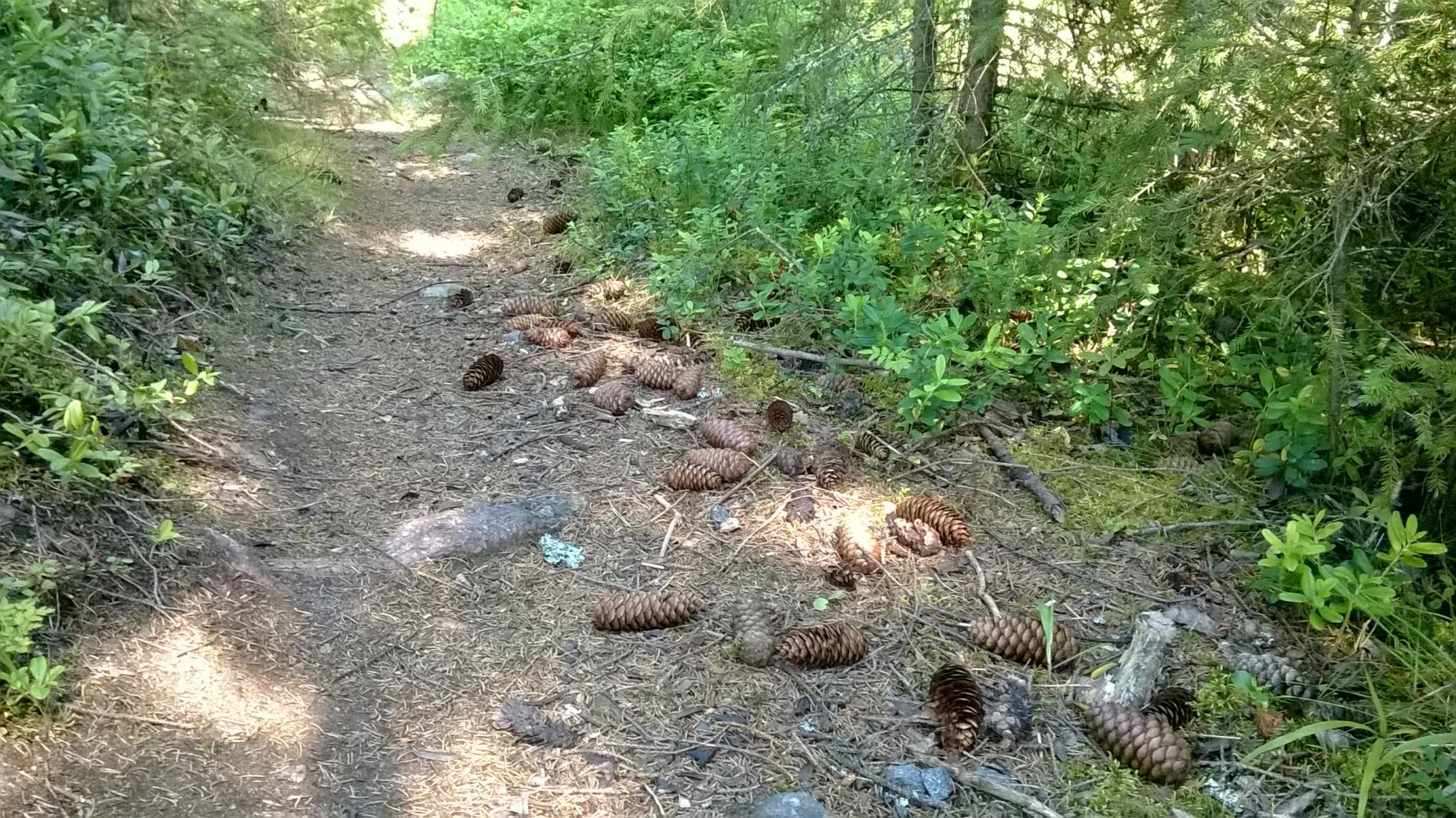 Mikonkarin luontopolku.