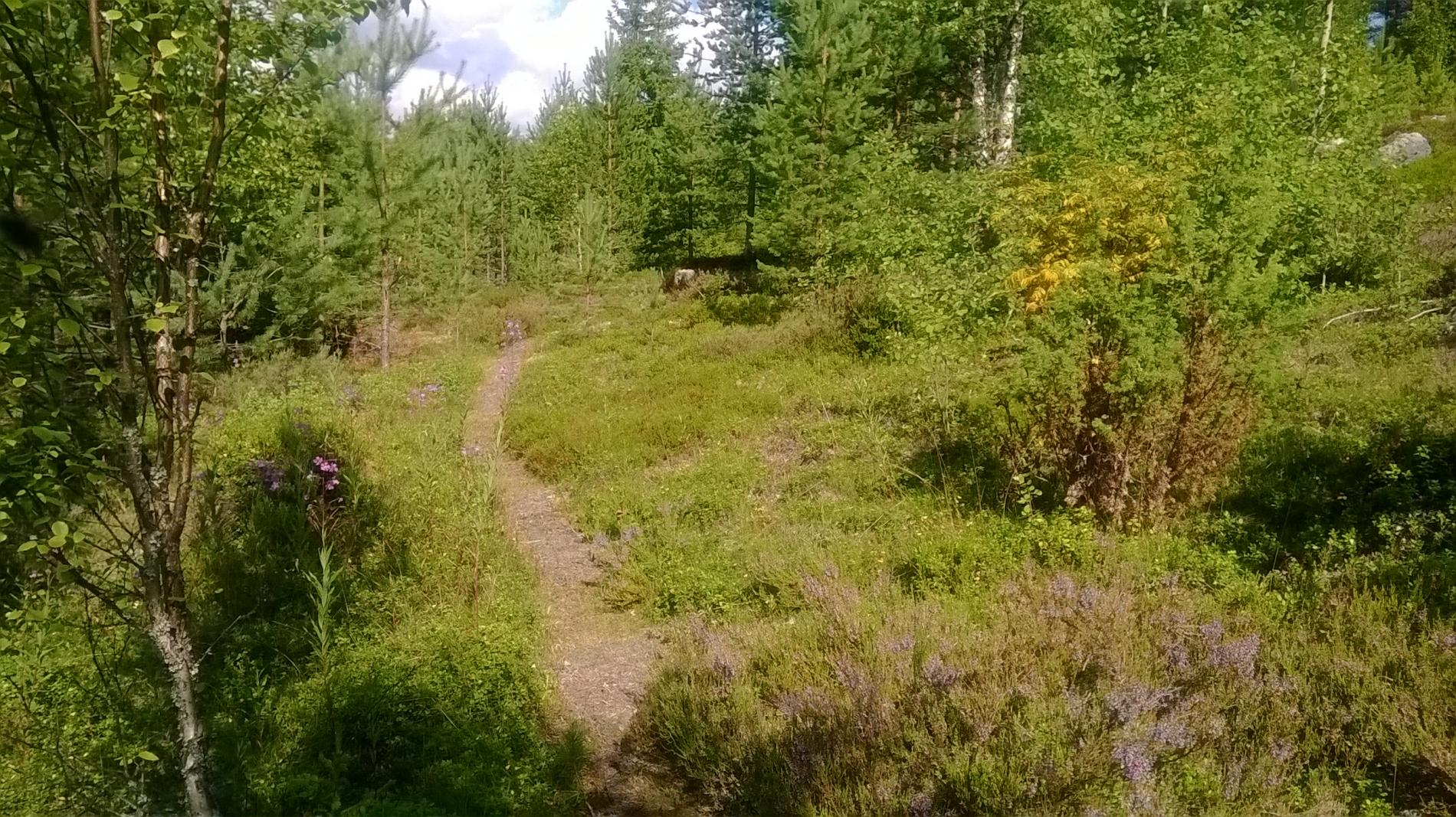 Nuorta mäntymetsää, minkä keskellä menee polku